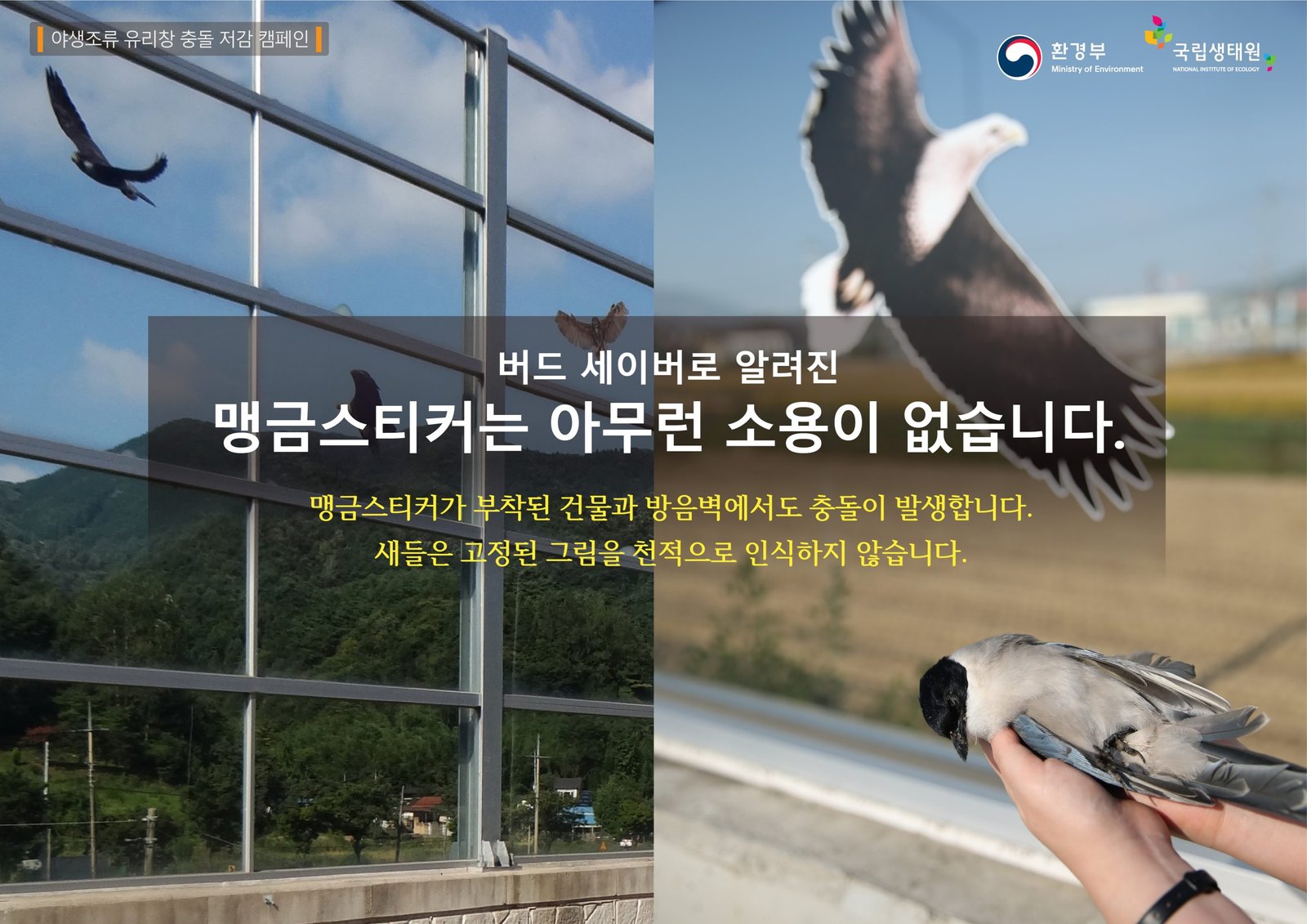 Bird Collison 1 (10)