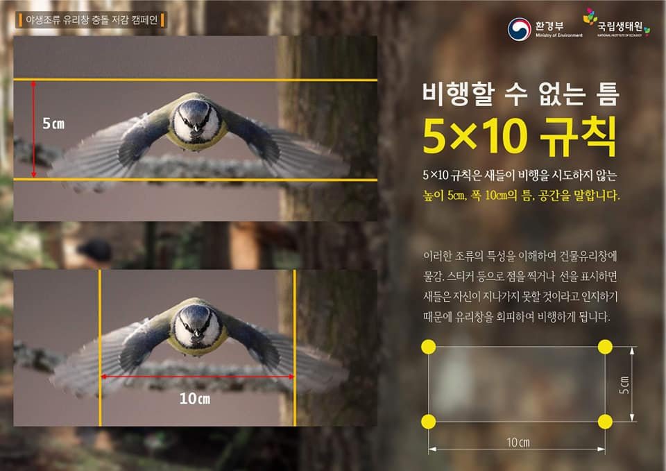 Bird Collison Campaign 1 (3)